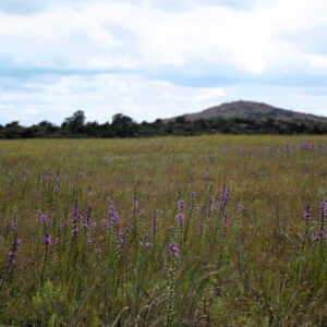 Whispers of the Plains