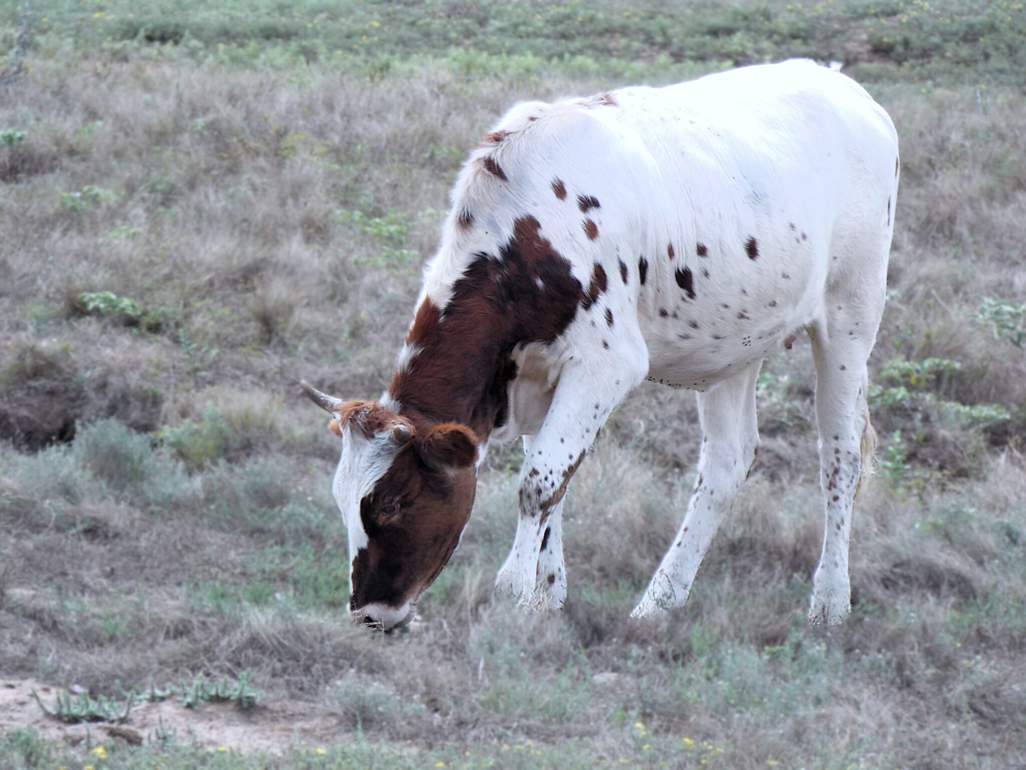 Wichita Wildlife Refuge Compton BabyLonghorn 2048x1536