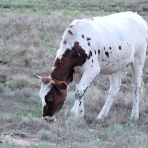 Prairie Innocence