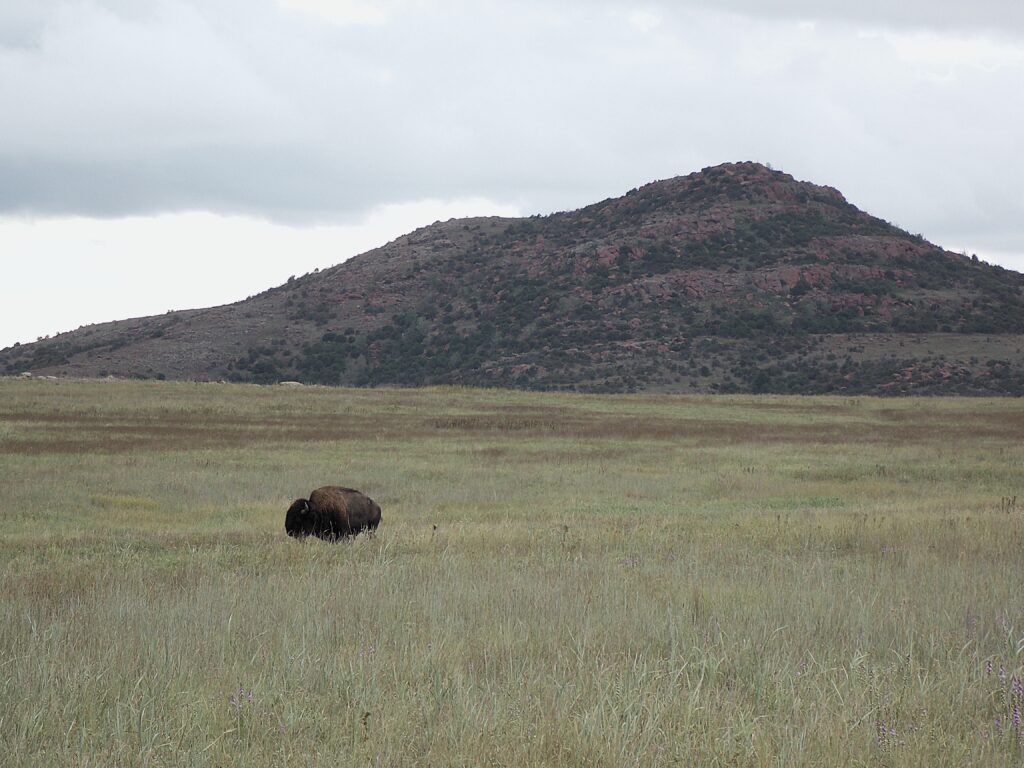 Home A powerful bison stands in the foreground as a towering mountain rises in the distance, capturing the untamed spirit of the American frontier.