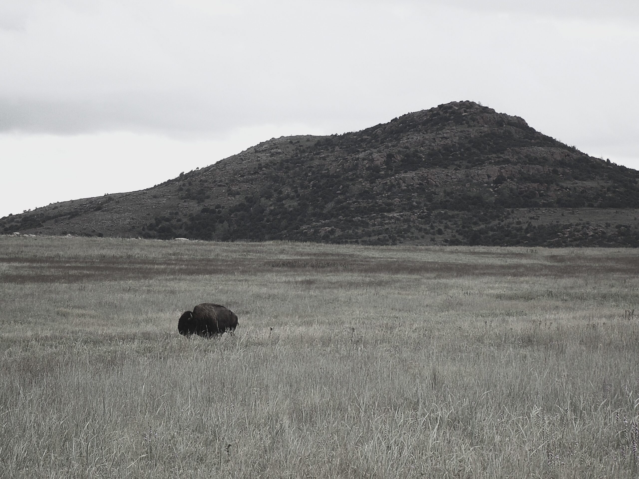 Home Compton BisonBW Scaled