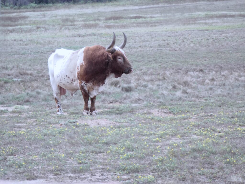 Home Compton-Longhorn