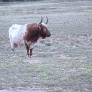 Guardian of the Plains