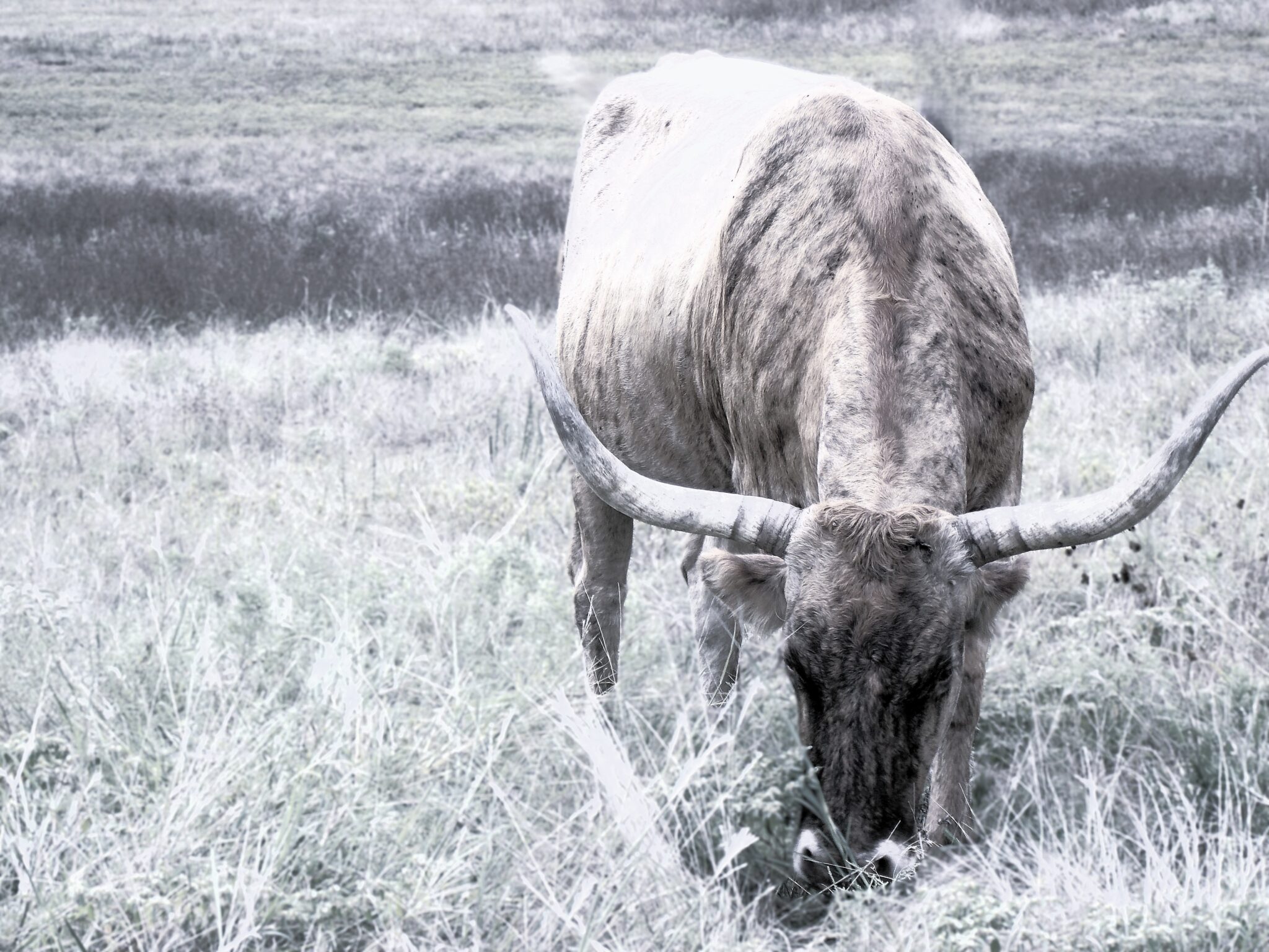 Wichita Wildlife Refuge compton mamacowbw