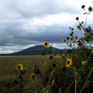 compton sunflower