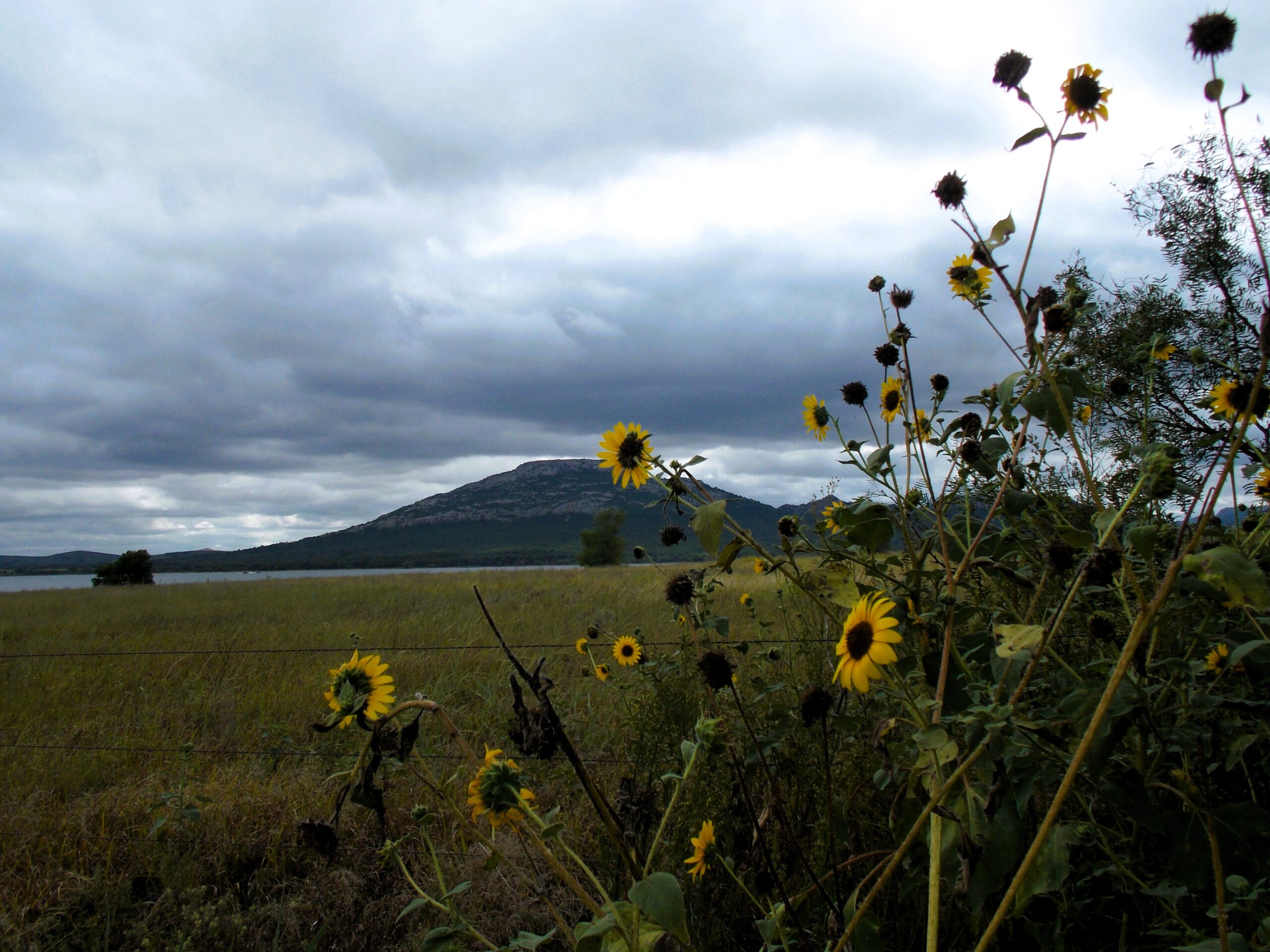 compton sunflower compton sunflower