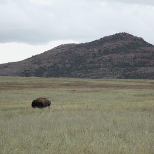frontier majesty
