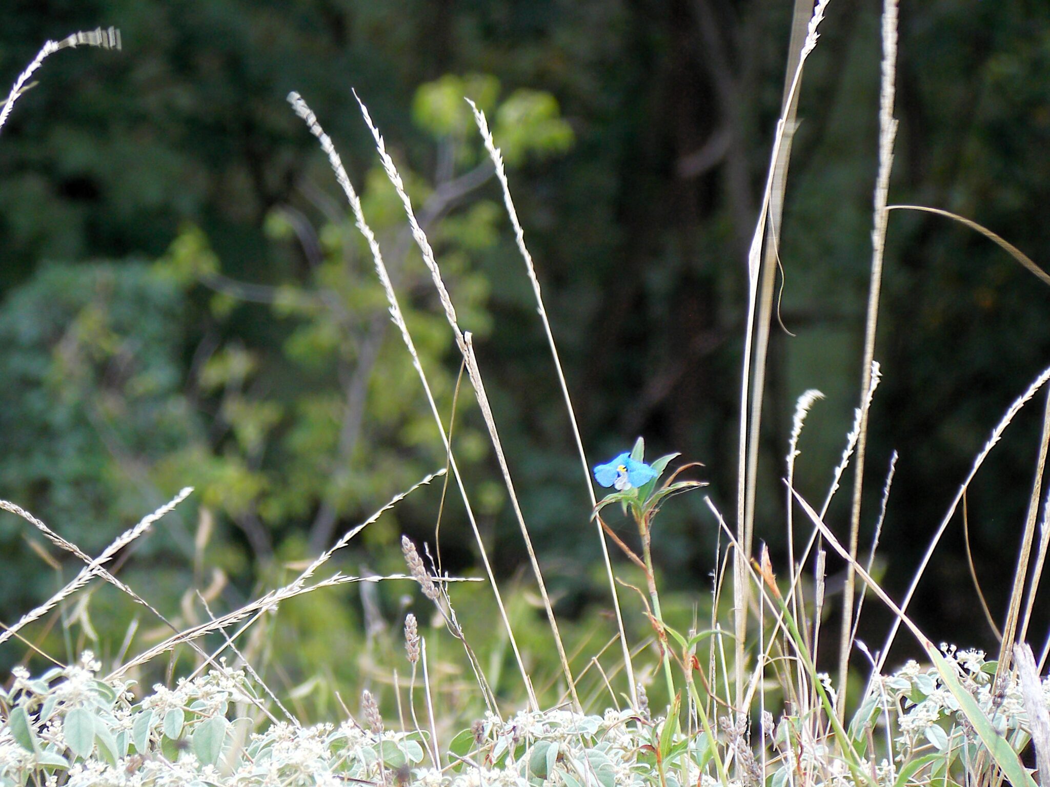 Nature's Poetry comptonj blueflower