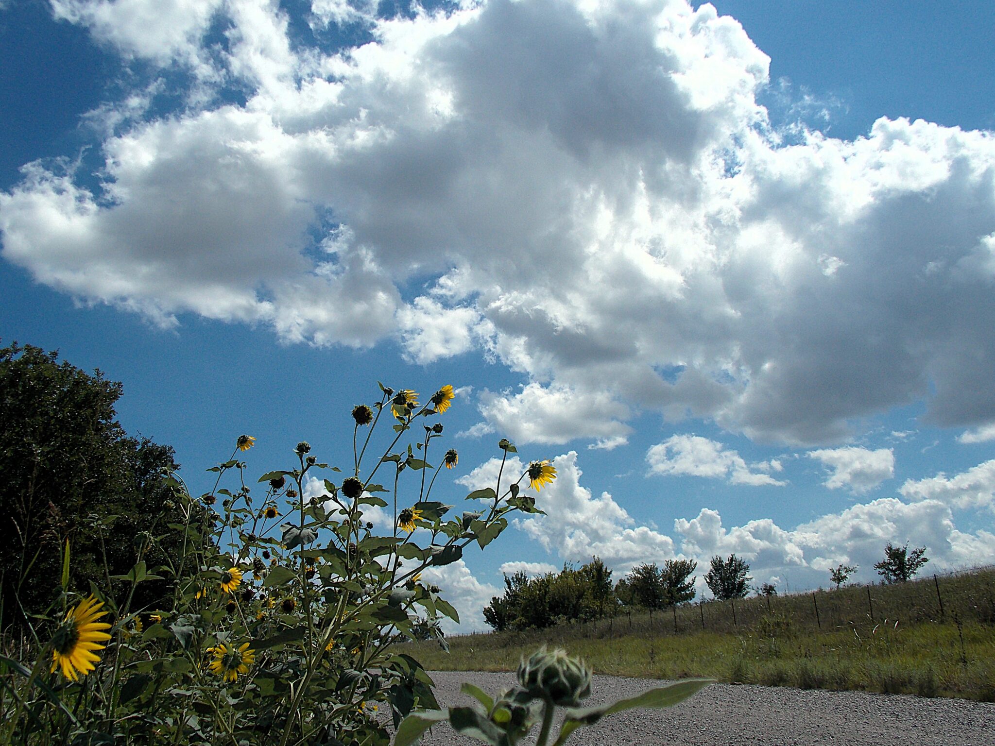 Nature's Poetry comptonj cloudsflowers