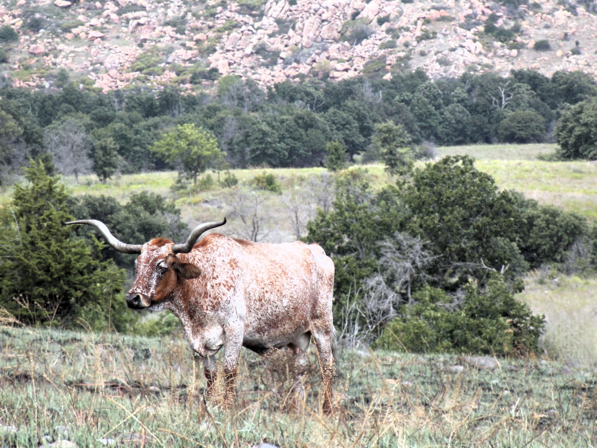 Wichita Wildlife Refuge comptonj cow