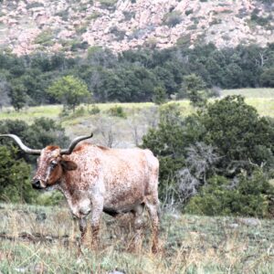 comptonj cow