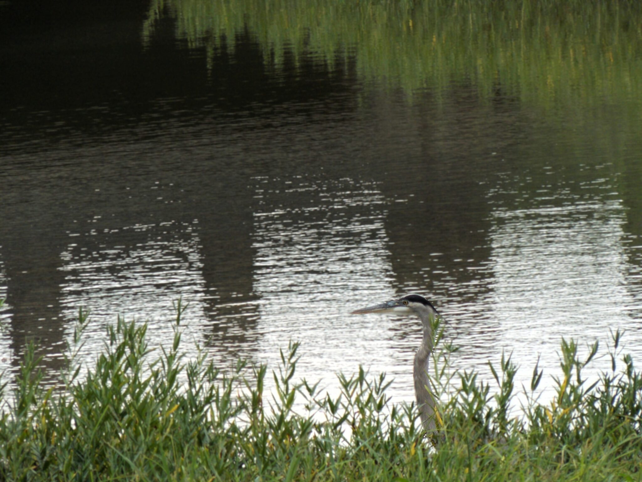 Nature's Poetry comptonj crane