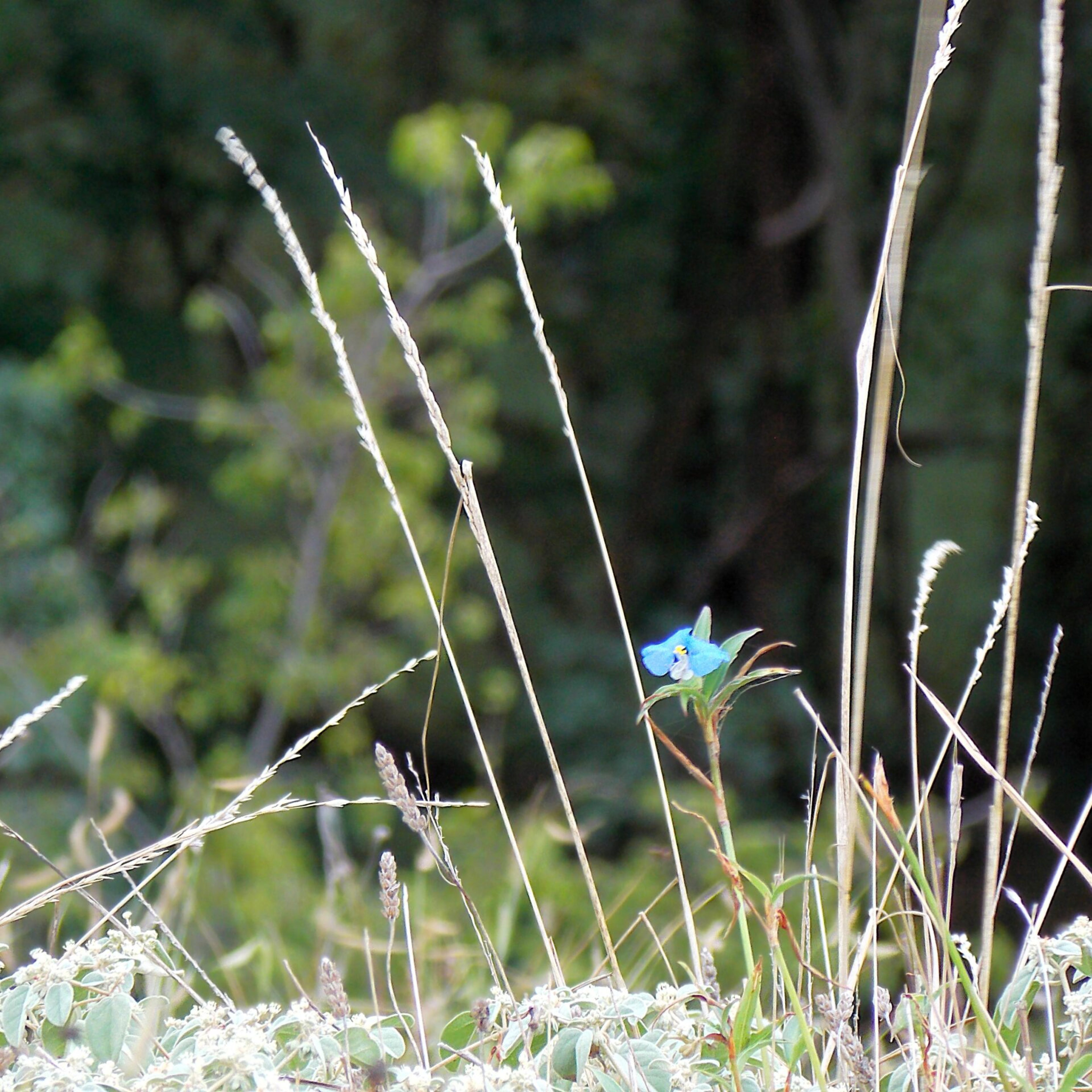 comptonj blueflower comptonj blueflower